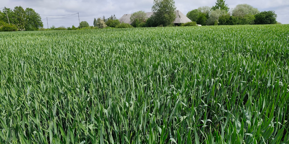 Biostimulantu nozīme ražas stabilitātes saglabāšanā mainīgos klimatiskajos apstākļos